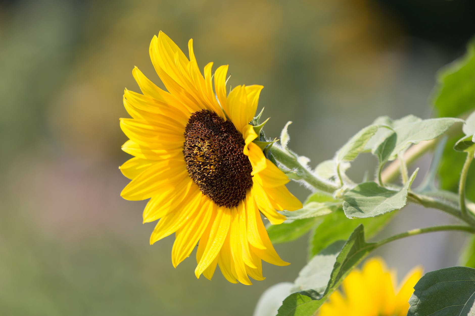 nature-sunflower-plants-summer-597039.jpeg